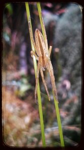 Adult female Tibellus, looking cryptic...