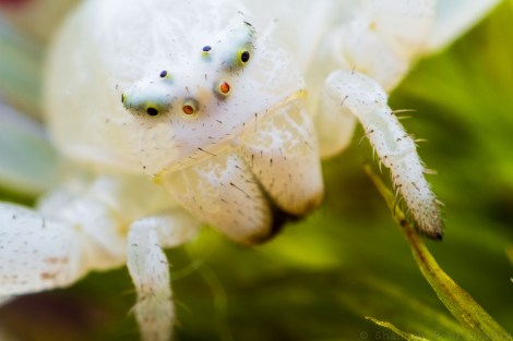 Adult female Misumenia vatia, photographed in natural light.