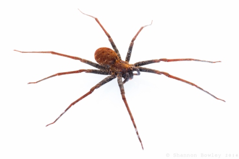 Adult Female 'Stream Spider'.