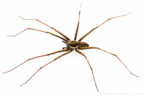 Adult male 'Stream Spider'