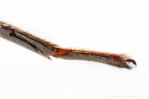 The Tarsal claws of the adult female. (Not sure which leg) One of the claws is broken.