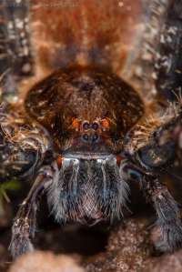Close up of our stream spider.