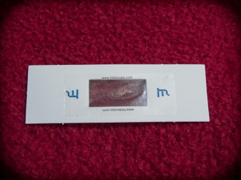 Snail eggs inside the paper and tape slide.