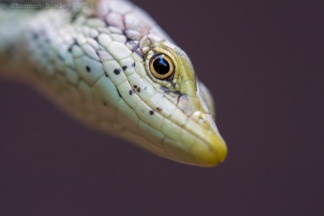 Anadia rhombifera portrait