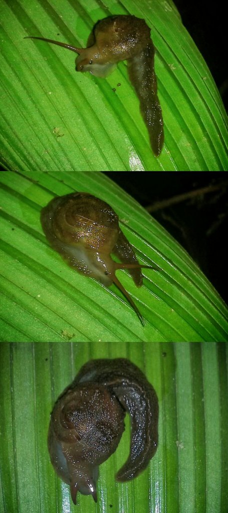 The Mindo Proserpinid Snail, the only one I'd ever seen.