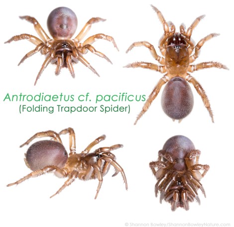 Female Antrodiaetus cf. pacificus