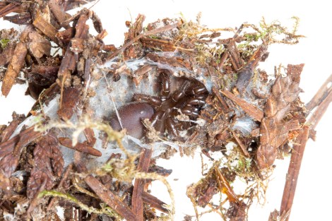 In her silken retreat, a tube which she constructed in a pine needle, soil, moss and bark substrate. The tunnel system was several inches long, and was also chambered.