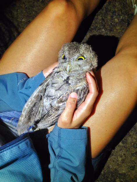 James took this photo of the deceased, beautiful little Western Screech-Owl.